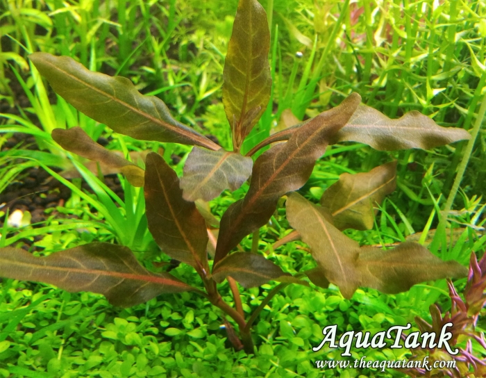 Гигрофила браун