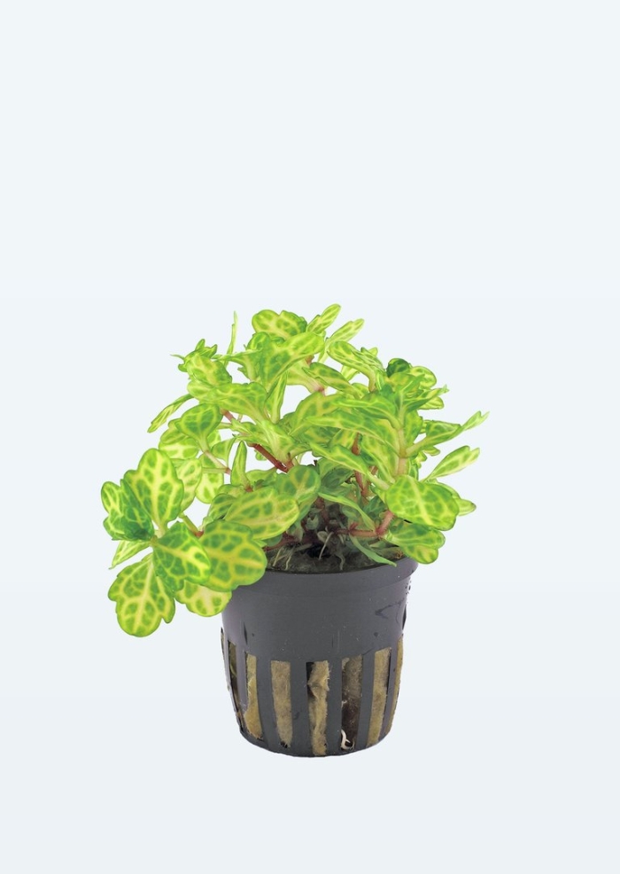 Shinnersia rivularis