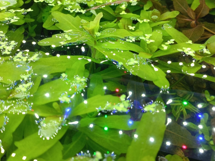 Апоногетон пузырчатый