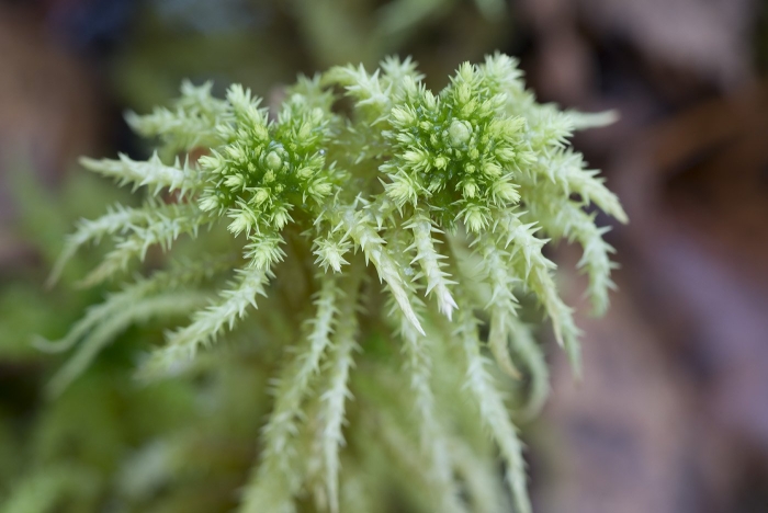 Sphagnum squarrosum