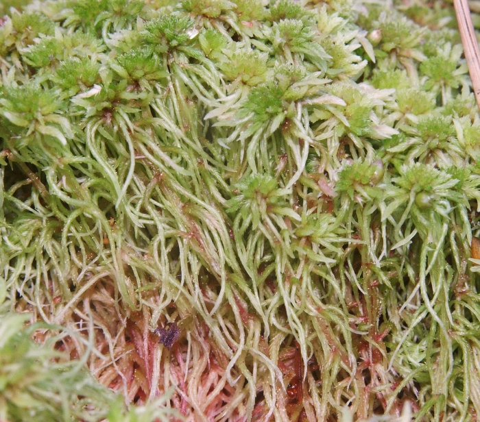 Сфагнум егэ