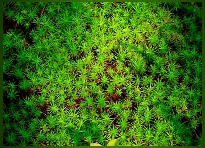 Сфагнум мох