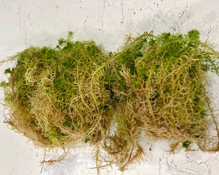 Мох сфагнум для цветов