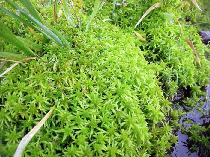 Мох сфагнум