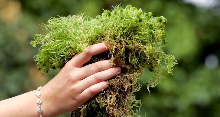 Мох сфагнум для растений