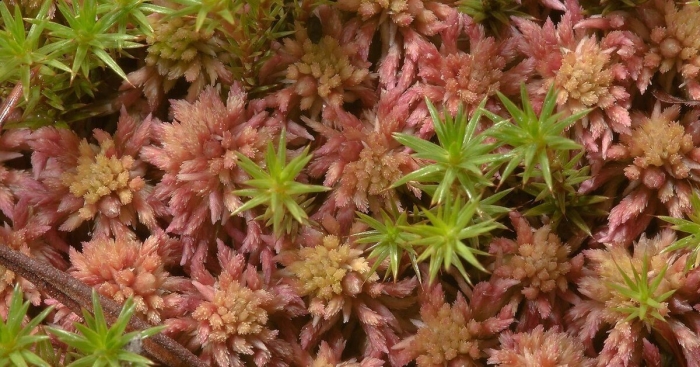 Сфагнум гиргензона