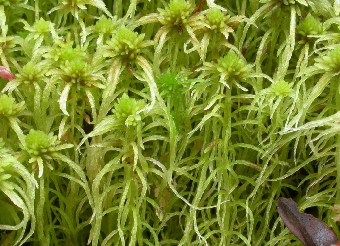 Сфагнум болотный коробочки со спорами