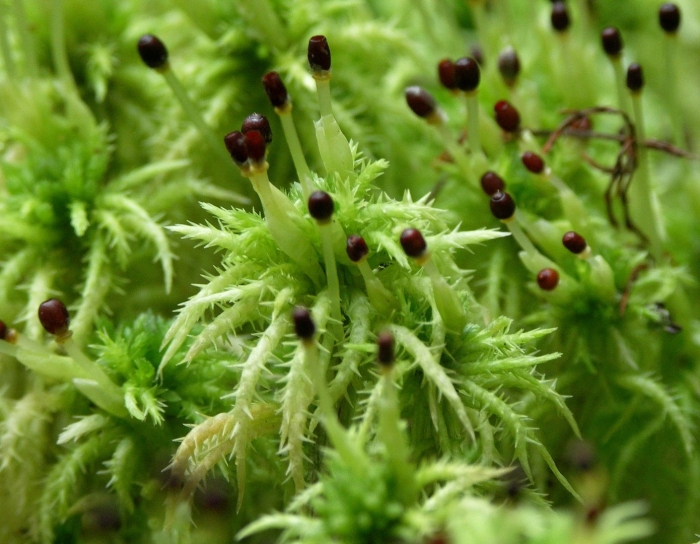 Sphagnum squarrosum