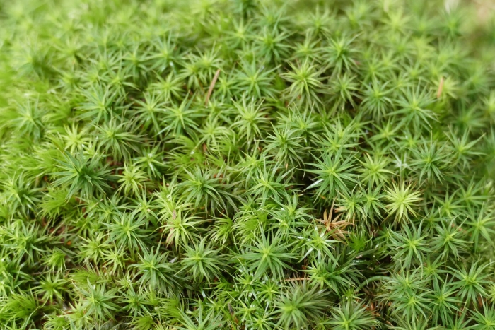 Polytrichum juniperinum