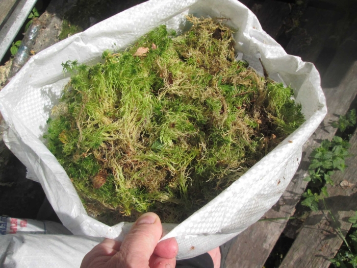 Мох сфагнум в лесу