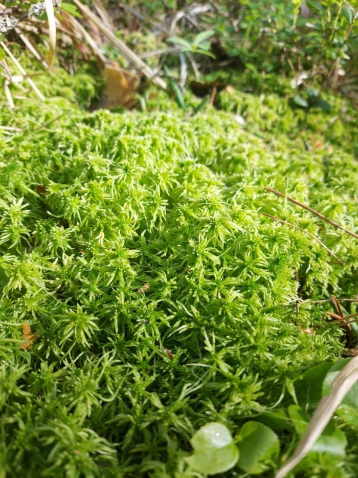Мох сфагнум