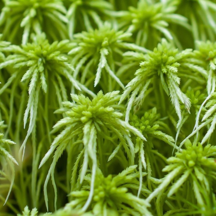 Sphagnum fimbriatum