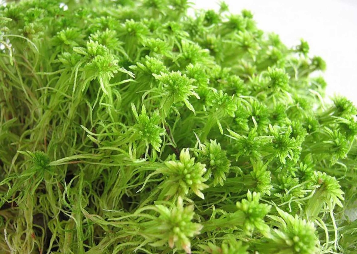 Сфагнум волосолистный