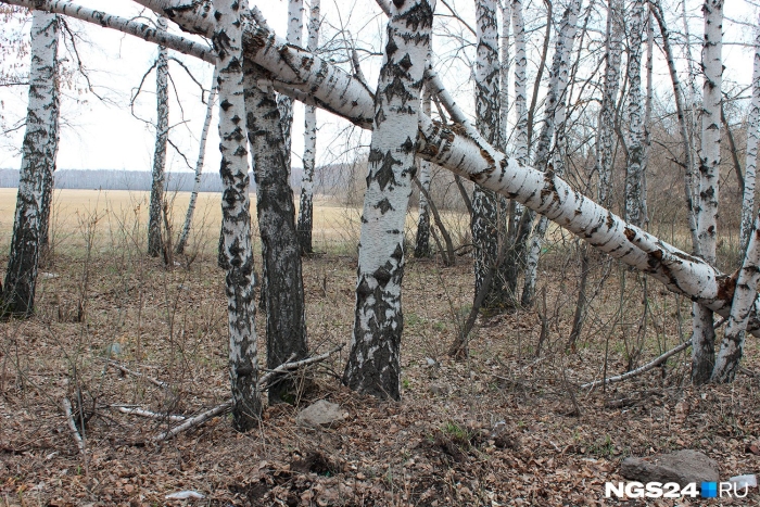 Береза поздняя осень