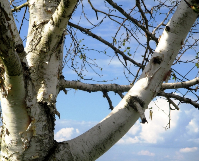 Дерево береза