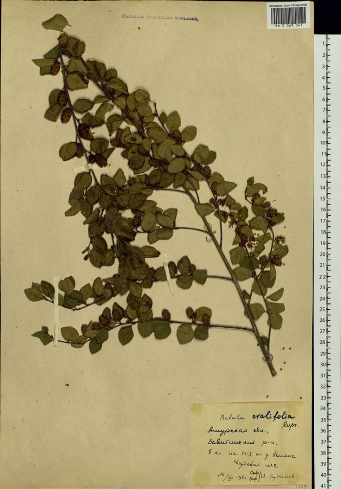 Береза кустарниковая betula fruticosa