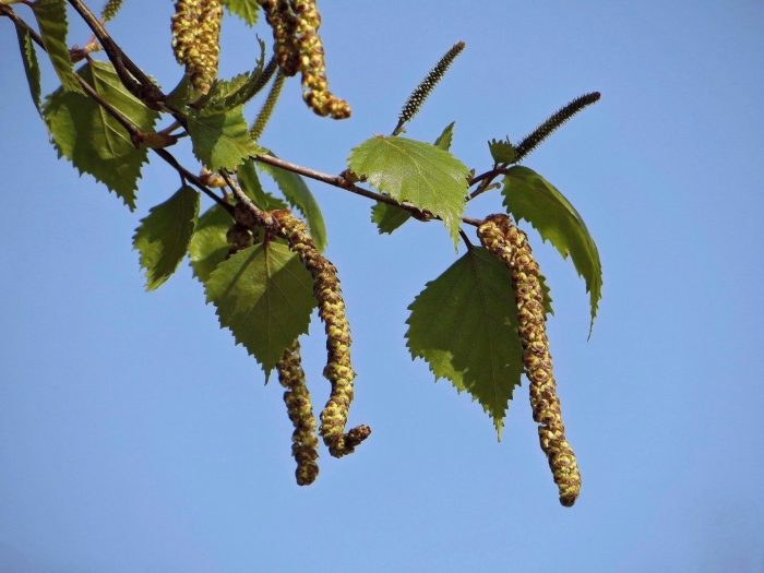 Березовая брунька