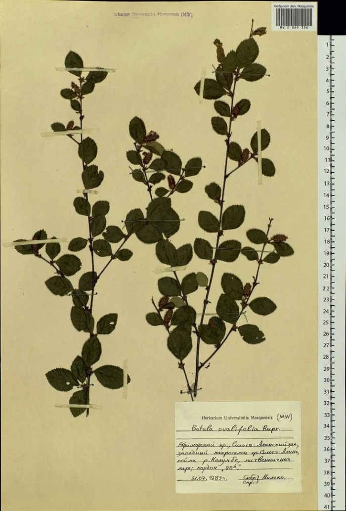 Кизильник черноплодный cotoneaster melanocarpus