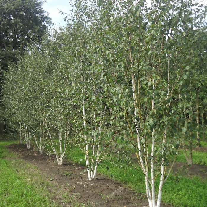 Береза жакмона &#96;doorenbos&#96; (betula utilis &#96;doorenbos&#96;)