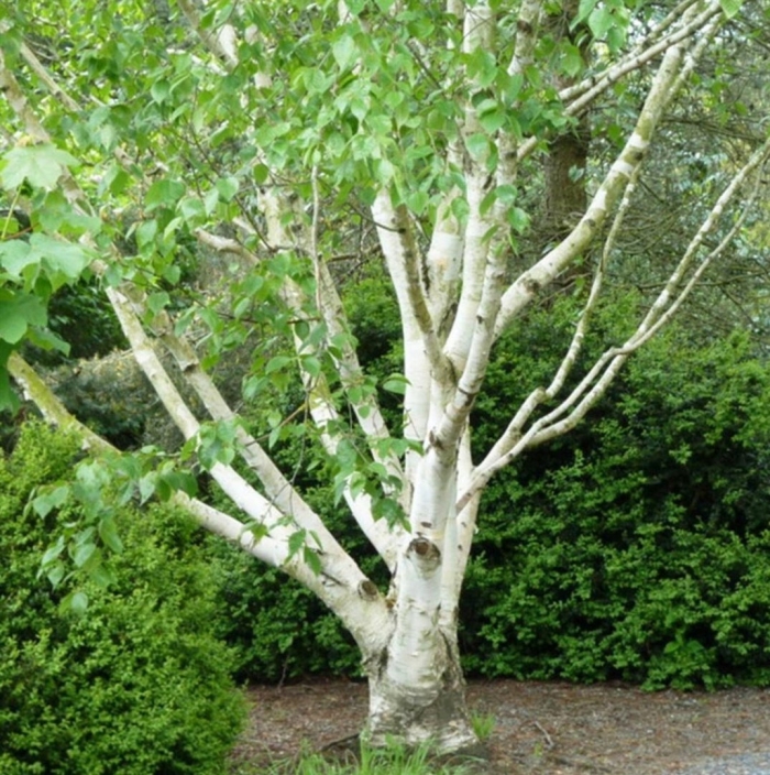 Betula utilis jacquemontii