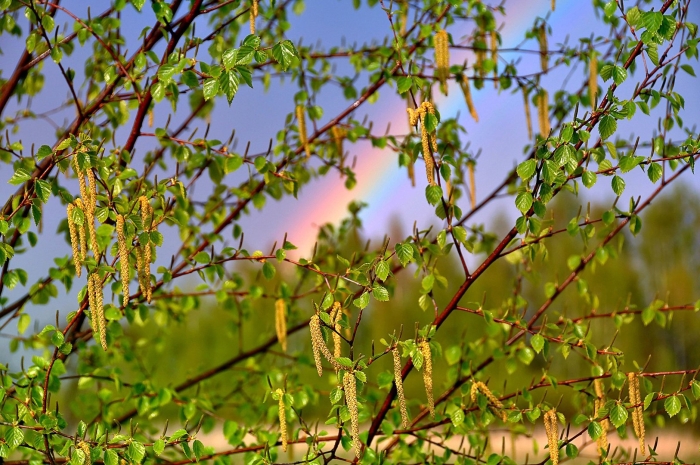 Весенняя береза