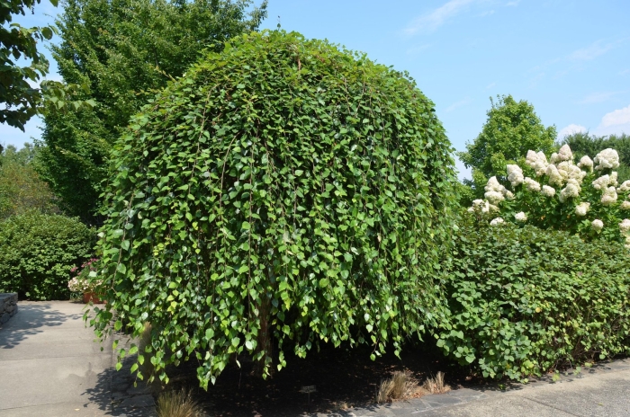 Шелковица плакучая пендула