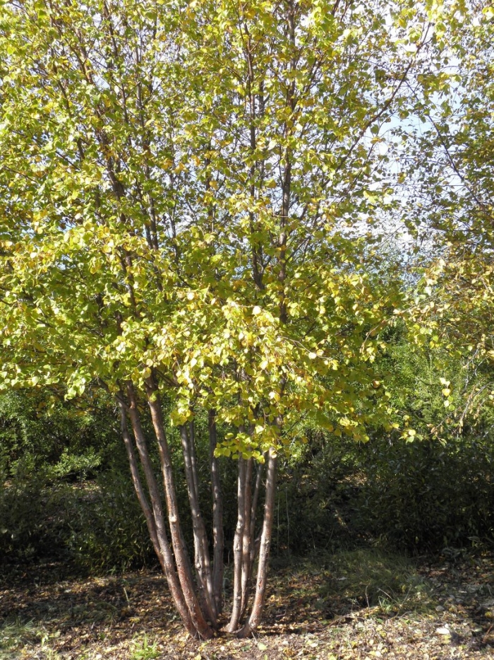 Береза пушистая ауреа