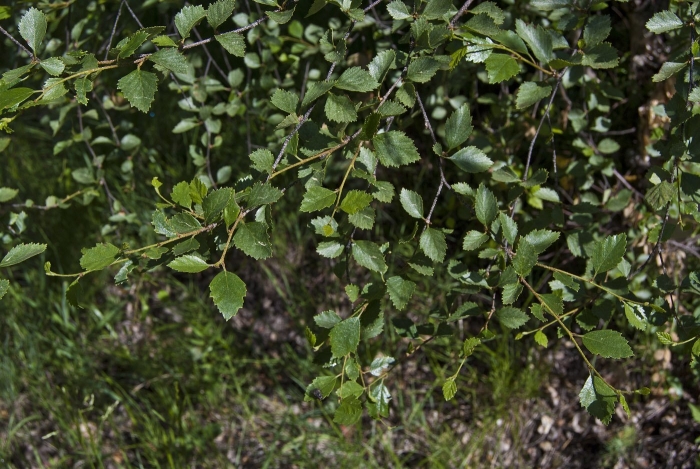 Betula microphylla