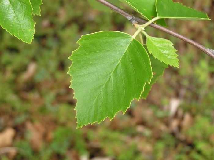 Береза обыкновенная (betula alba)