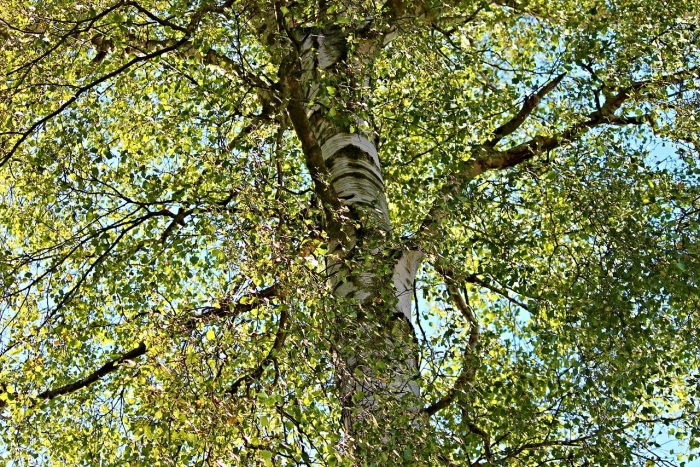 Betula pubescens