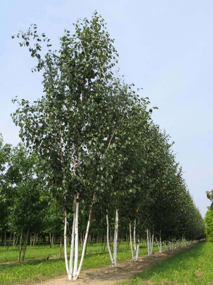 Береза жакмона (betula jacquemontii)