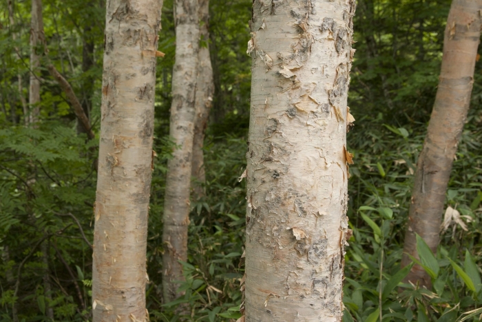 Betula platyphylla