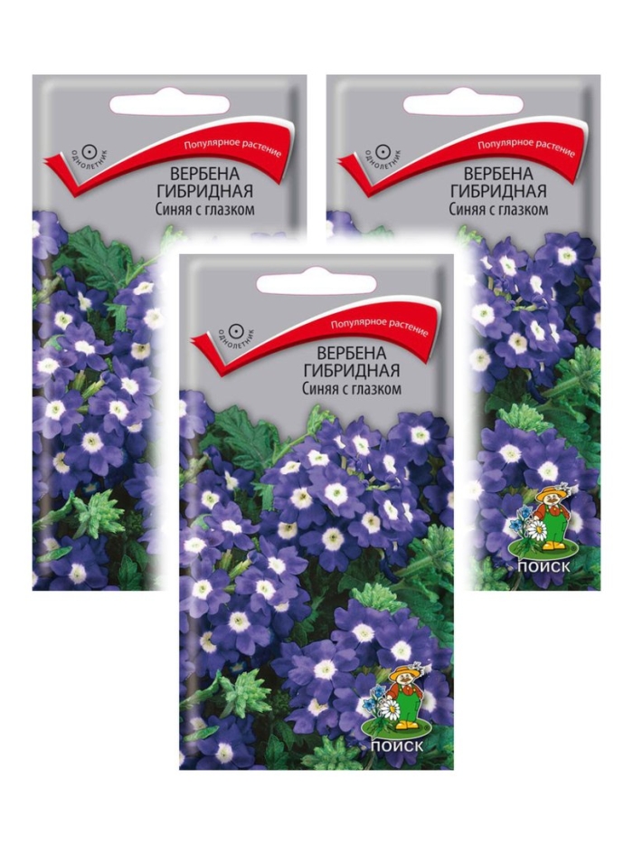 Вербена гибридная синяя с глазком