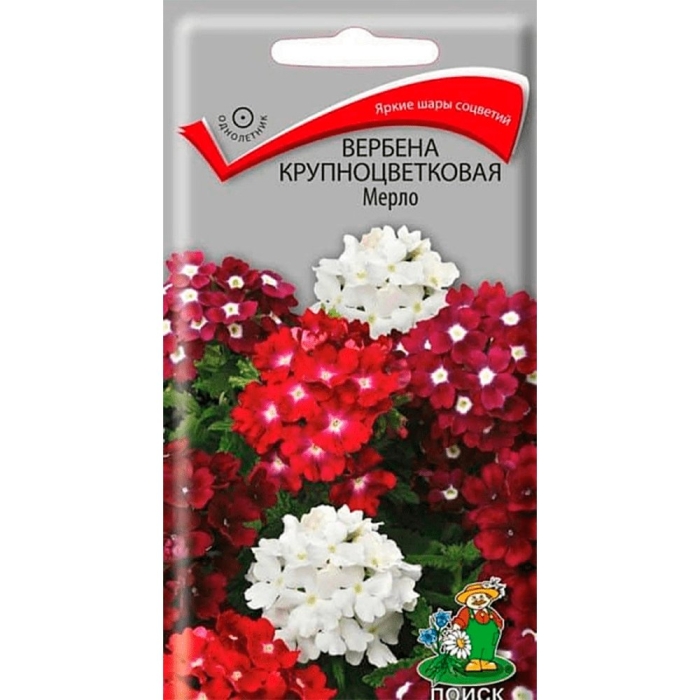 Вербена крупноцветковая мерло