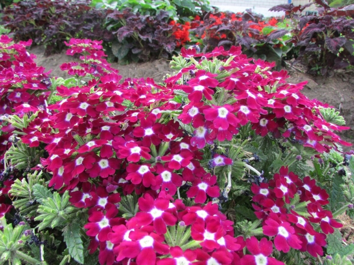 Вербена обсешн бургунди