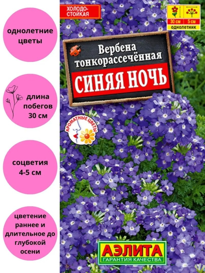 Вербена тонкорассеченная синяя ночь