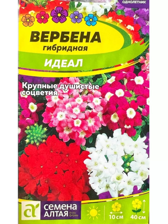 Вербена гибридная идеал