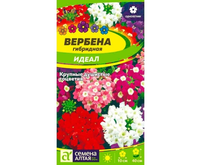 Вербена гибридная идеал