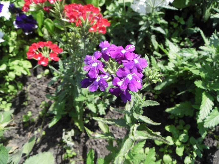 Вербена цветок многолетний или однолетний