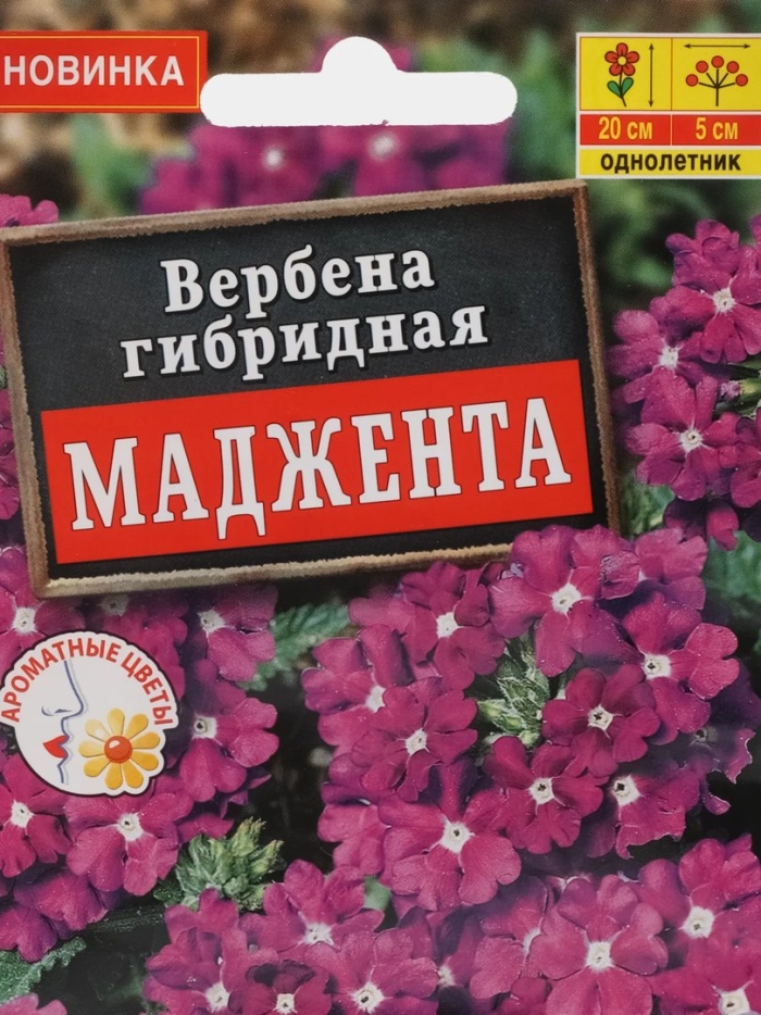 Вербена гибридная маджента