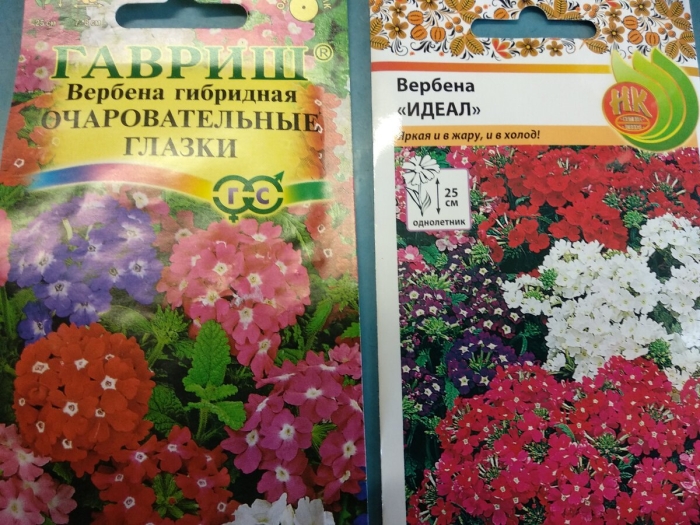 Семена гавриш вербена очаровательные глазки низкая