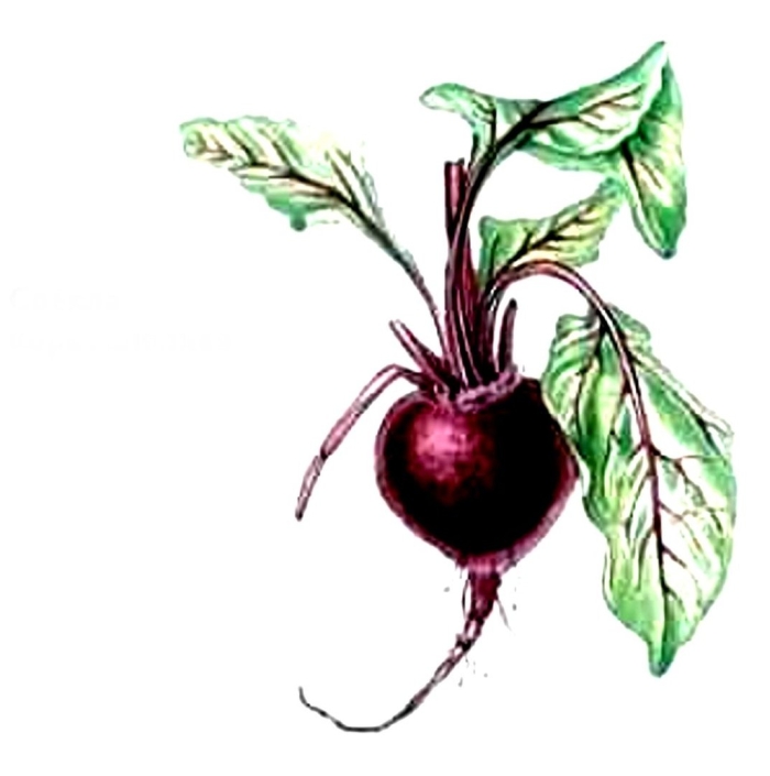 Свекла строение растения