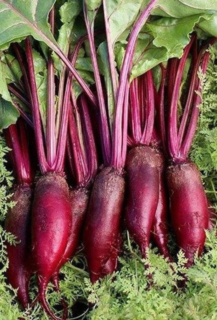Beet seed