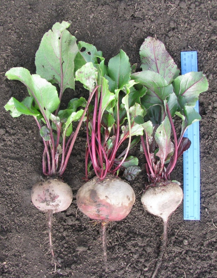 Свекла обыкновенная