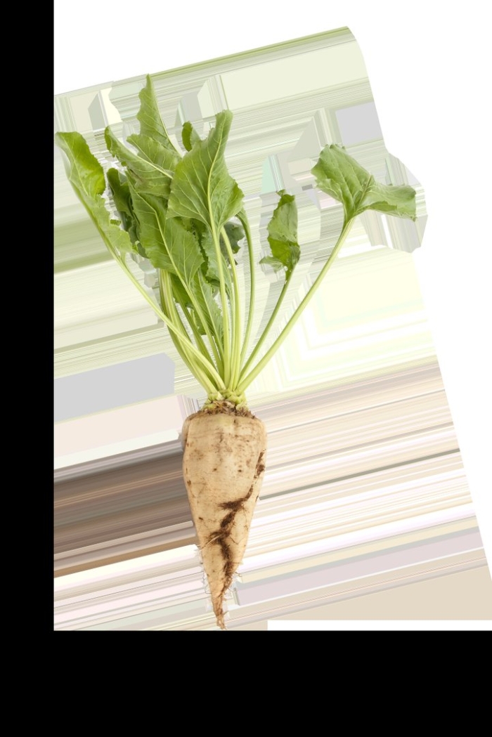 Ботва сахарной свеклы