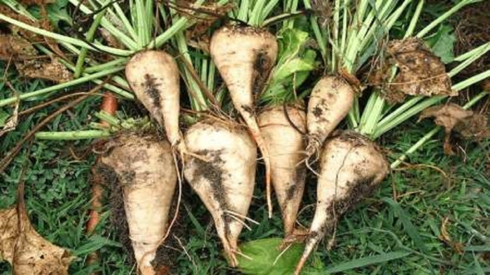 Сахарная свекла и кормовая