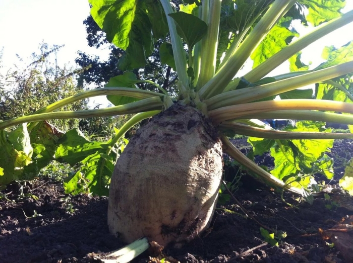 Одноростковая кормовая свекла