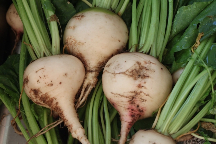 Свекла сахарная рмс 121 f1