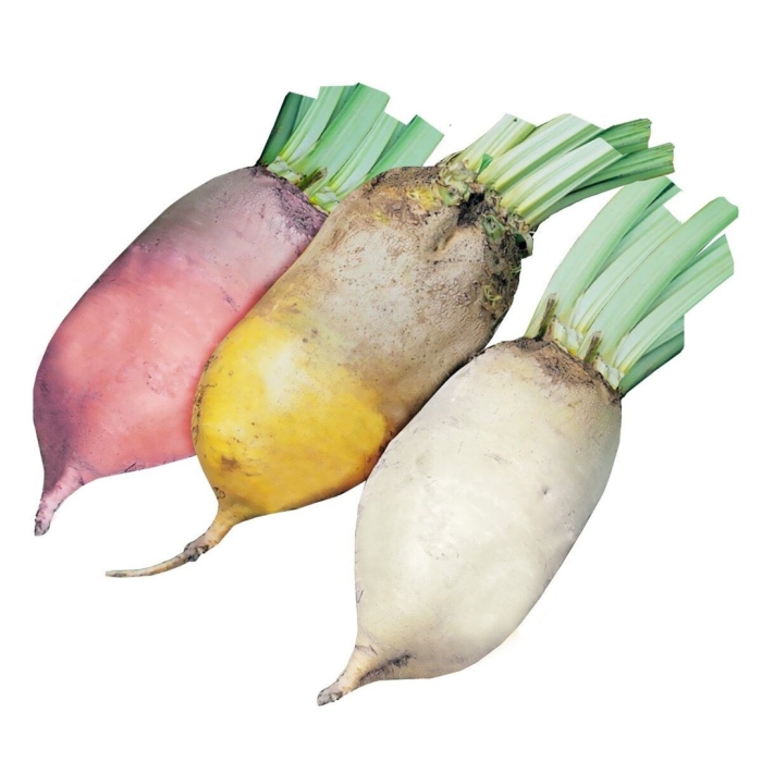 Кормовая свекла буряк