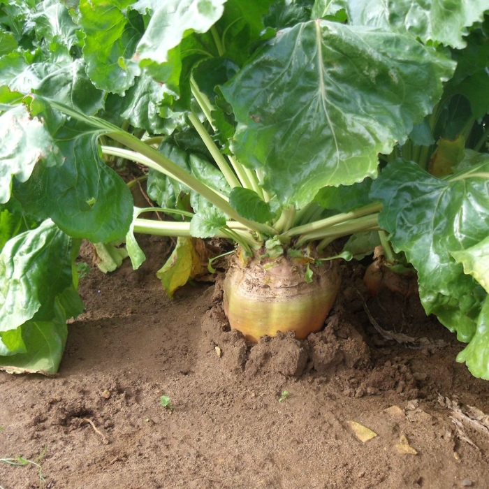 Кормовая свекла буряк